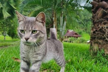 Pet-friendly