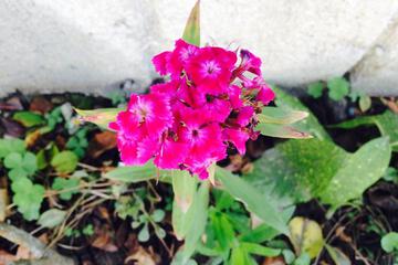 Photo 72