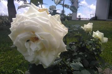 Photo 32