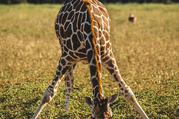 Safari