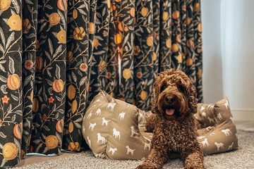 Pet-friendly