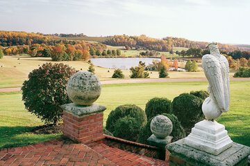 Vineyard view