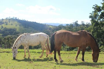 Horseback riding
