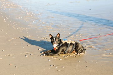 Pet-friendly amenities