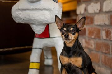 Pet-friendly