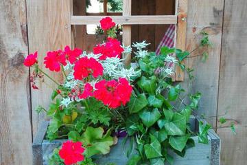 Photo 40