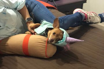 Pet-friendly