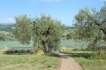 Tennis court