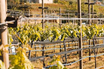 Winery