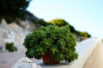 Photo 48