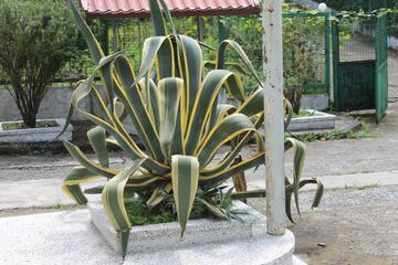 Photo 50