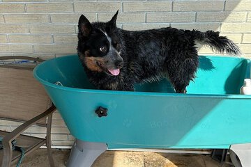 Pet-friendly amenities