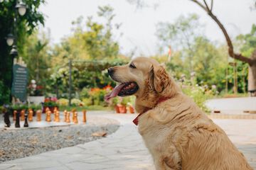 Pet-friendly