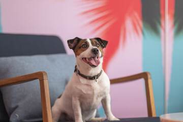 Pet-friendly