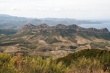Vineyard