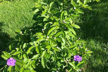 Photo 41