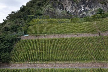 Vineyard