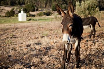 Photo 44
