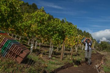 Vineyard
