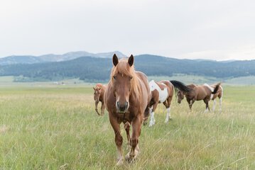 Horseback riding