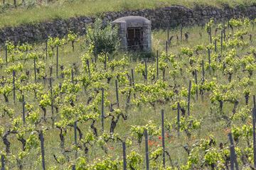 Winery