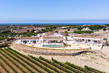 Vineyard