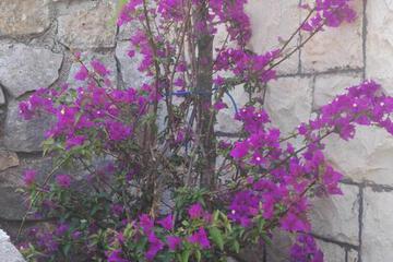 Photo 53