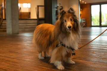 Pet Friendly 120 of 132