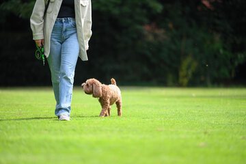 Pet-friendly