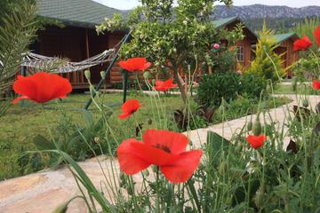 Photo 43
