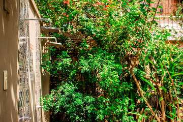 Garden view