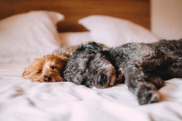 Pet-friendly
