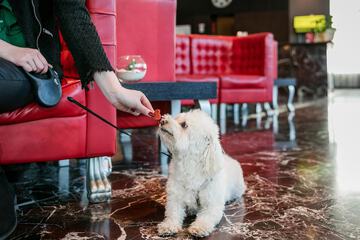 Pet-friendly