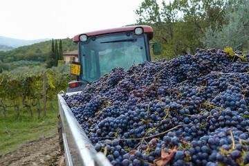 Vineyard