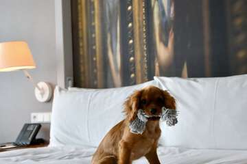 Pet-friendly