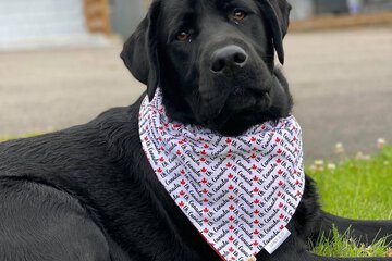 Pet-friendly