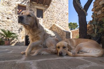 Pet-friendly