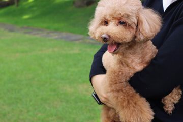 Pet-friendly amenities