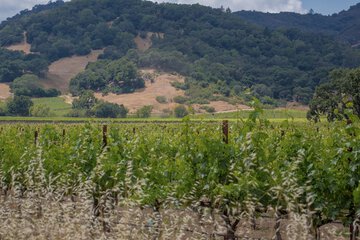 Vineyard view