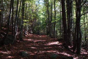 Photo 49