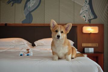 Pet-friendly