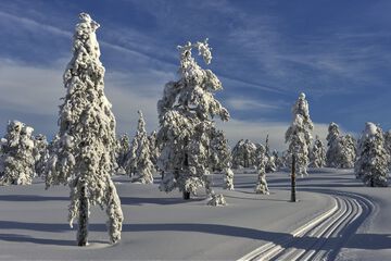 Skiing