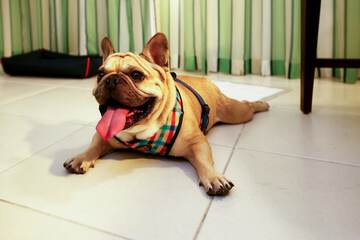 Pet-friendly amenities