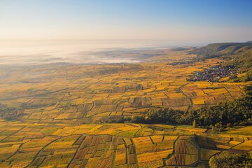 Vineyard