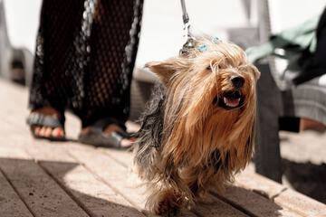 Pet-friendly amenities