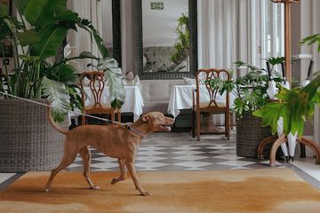 Pet-friendly amenities