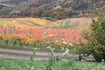 Vineyard