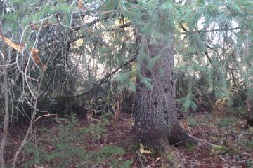 Photo 48