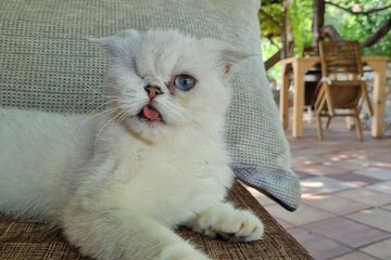 Pet-friendly