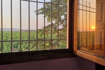 Vineyard view